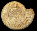 Perisphinctes Ammonite - Jurassic #46901-1